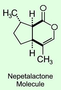 nepetalactone structure